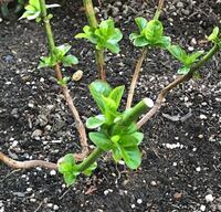 鉢植えの枯れたあじさいの花は切ったほうがいいのですか 先日いただいたば Yahoo 知恵袋