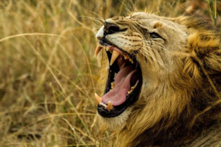 ライオンやトラなどの野生肉食獣は 牙が折れたり抜けたりしたら獲物がとれなくて死 Yahoo 知恵袋