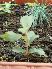 最初庭の黒土をポット入れて枝豆の種を蒔いたのですがほとんど芽がでず 今度は Yahoo 知恵袋