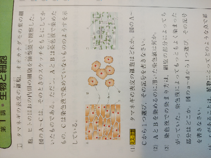 2 について 解答には 酢酸オルセイン溶 酢酸カーミン溶液 酢 Yahoo 知恵袋