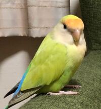 うちのコザクラインコは 珍しいのでしょうか 頭まではオレンジ色です Yahoo 知恵袋