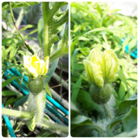 スイカの受粉が出来たら すぐに その先の蔓の先端を切るべし 次の雌花が付 Yahoo 知恵袋