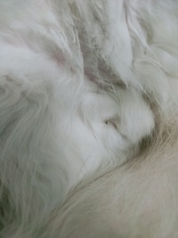 キラーンみたいな顔文字教えて下さい たとえで言うなら ケーキある Yahoo 知恵袋