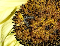 買ってきた切花に虫が 秋になりよく見かけるようになっ Yahoo 知恵袋