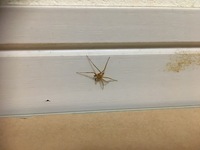 家にいた小さい蜘蛛これは何という種類でしょうか アサヒエビグモの Yahoo 知恵袋