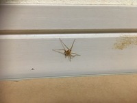 家でとても小さい蜘蛛を見かけたのですが これは家に卵が出来ててそれが孵ってる Yahoo 知恵袋