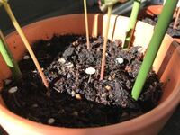 紫陽花にキノコが生えてきました なんのキノコか教えてく Yahoo 知恵袋