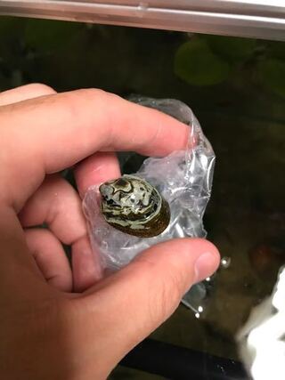今日買ってきたフネアマガイの殻が溶けてる んですが生体に影響などはあ Yahoo 知恵袋