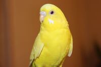セキセイインコ同士について質問です インコ同士でくちばしをつつきあ Yahoo 知恵袋