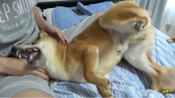 犬を座って撫でてる時に自分の股間に顔を突っ込んでそのままでんぐり返しします な Yahoo 知恵袋