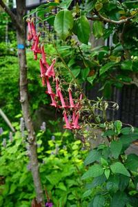 フクシアを増やそうと思い挿し木をしていますがうまくいきません Yahoo 知恵袋