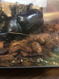 カブトムシの標本カブトムシが死んだため息子と標本にするべくﾈｯﾄで調べ Yahoo 知恵袋