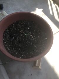 そろそろ終わるヒマワリ 水やりはいつまで必要でしょうか ヒマワリの花がし Yahoo 知恵袋