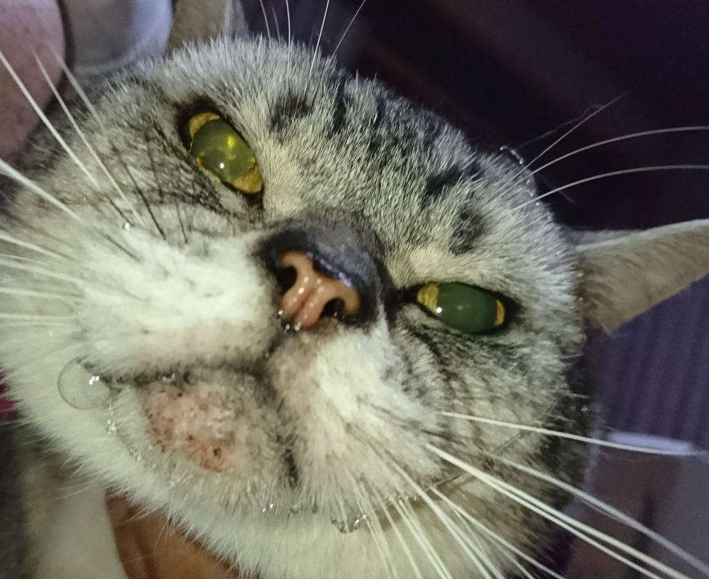 猫を飼っています。 - 頭を撫でるとゴロゴロ鳴らしながら、よだれが 