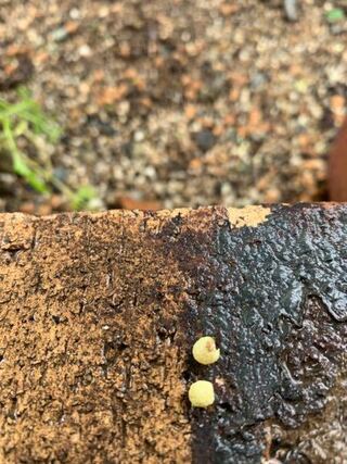 庭に植えたトマトにダンゴムシが大量に発生しています どうしたらいいですか そし Yahoo 知恵袋
