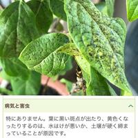 自宅に蝋梅を植えています 蝋梅に実がつきました これはどうしたらいいので Yahoo 知恵袋