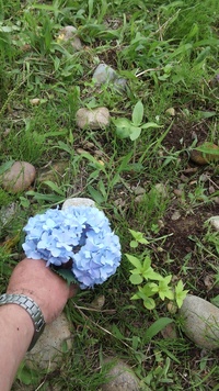 鳳仙花 ホウセンカ の花はマニュキュアのように使うんですか て Yahoo 知恵袋