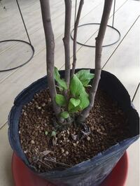 鉢植えの花を買って来たのですが 黒い簡易ポットのまま育てては Yahoo 知恵袋