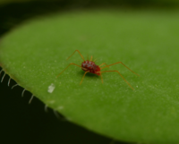 夏前になると 庭に体長0 5mmぐらいの鮮やかな赤い虫が大量発生します Yahoo 知恵袋