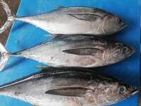 マグロの中で1番速い種類は何ですか 他の魚との比較ではなく Yahoo 知恵袋
