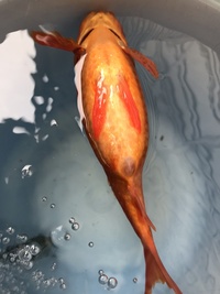 転覆病の金魚を塩浴させたらなんか死にかけになりました もう助からないんでしょう Yahoo 知恵袋