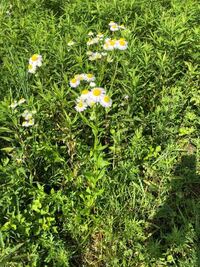 食べれる野草について質問です ハルジオンは茎も食べられますか Yahoo 知恵袋