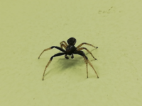 背中に白い線が横にある1 2cmほどの小さな黒い蜘蛛がトイレにいました Yahoo 知恵袋