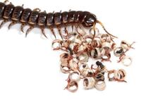 蟲 これって何と読むのですか 意味と 虫 との関係を教えて下さい Yahoo 知恵袋