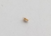 窓枠のところに虫がたくさん居て困っています 写真を撮ったのですがなんていう虫か Yahoo 知恵袋