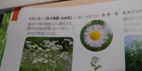 ハルジオンについて 質問です ハルジオンのめしべ おしべ 花弁 Yahoo 知恵袋