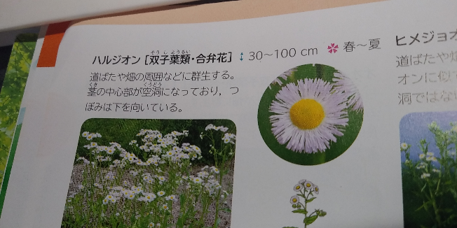 ハルジオンは離弁花に見えますが合弁花と書いてありました なぜ合弁花な Yahoo 知恵袋