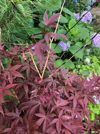 庭先のまだ小さなモミジの枝が写真のように樹皮が剥けたようになり 葉が縮まって落 Yahoo 知恵袋