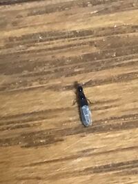 2日連続虫の質問です たった今自宅に1匹の虫が飛んでました よくみたらやけど虫 Yahoo 知恵袋