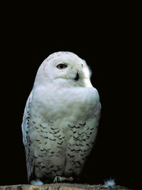 鏡を見たらアゴから白い毛のようなものが生えており 抜いたらタンポポの綿毛の Yahoo 知恵袋