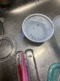 食べ終わったお弁当箱1日放置してしまったとしたら カビ 生え Yahoo 知恵袋