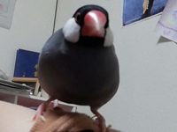 文鳥の換羽期 なぜ機嫌が悪くなるんでしょうか ケージから出てこようと Yahoo 知恵袋