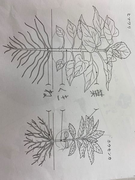 小学校三年生の理科の問題です わかる方いましたら お願い致します ヒマワ Yahoo 知恵袋