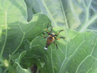 カボチャのなかに生きた白い虫がごちゃごちゃいました 虫はうじ虫に似 Yahoo 知恵袋