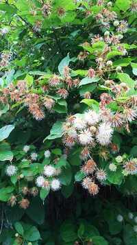 近所のお家の生垣に咲いていた花木です 名を知りたいので何方様かお教え願います Yahoo 知恵袋