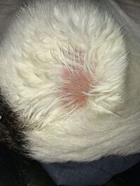 犬がしっぽをなめる 最近 うちの犬 ラブラドール が しっぽの根元 Yahoo 知恵袋