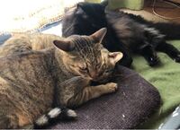 全くなつかない猫達を飼っているのですが この猫達を病院に連れて Yahoo 知恵袋