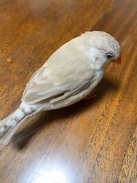このキンカチョウ は 何ていう種類ですか キンカは種類が多 Yahoo 知恵袋