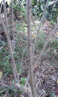 棘のある木 の名前を教えてください 庭に勝手に生えてきた植物で 現在高さは二 Yahoo 知恵袋