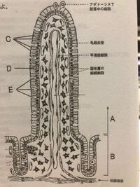 ボカロ曲の ヒバナ の英語の発音と日本語訳を教えてください ナァックナァ Yahoo 知恵袋