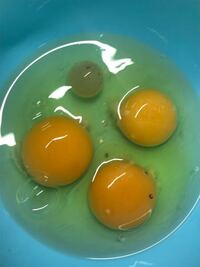 卵を割ったら黄身の隣に 写真のような塊が出てきました 弾力が Yahoo 知恵袋