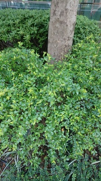 この下草は 何という植物でしょうか 東京の街路樹にありました 緑が濃 Yahoo 知恵袋