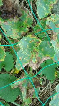 メロン 画像 の病気の対策は ダコニールは予防的に噴霧していま Yahoo 知恵袋