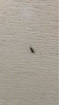 家の中で見かけた虫です 飛ばないけれど 羽があるような 羽蟻ですか Yahoo 知恵袋