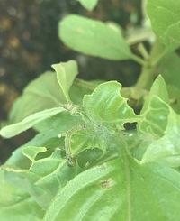 バジルにいたのですが これは何の虫の幼虫ですか 卵を葉に植え付けられ Yahoo 知恵袋