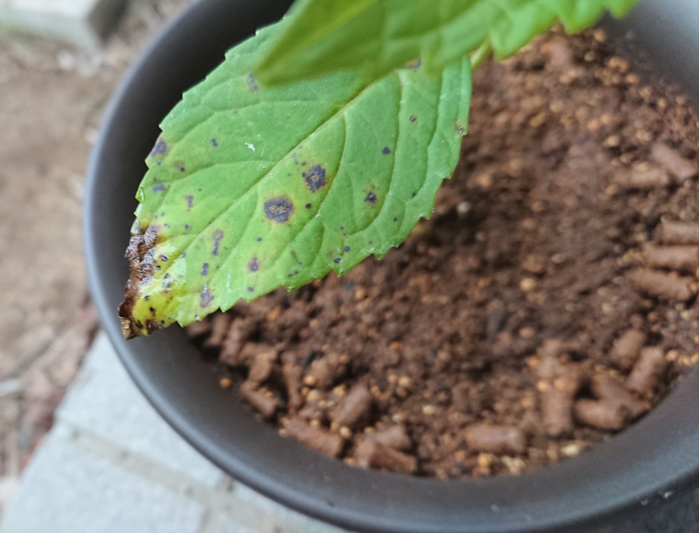 貰った紫陽花の葉っぱに黒い点のようなものがありました 病気でしょうか Yahoo 知恵袋